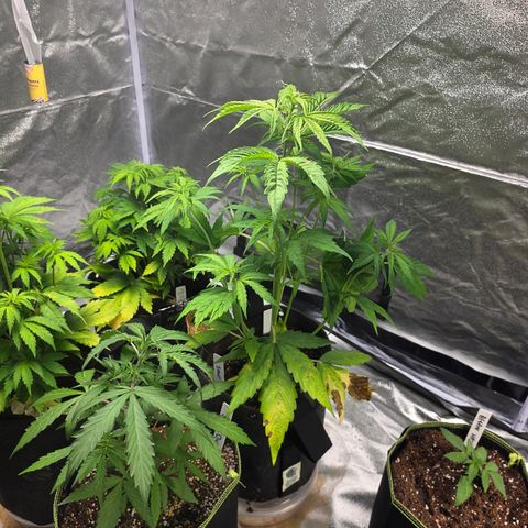 Blue Cheese Automatic growlog timeline photo