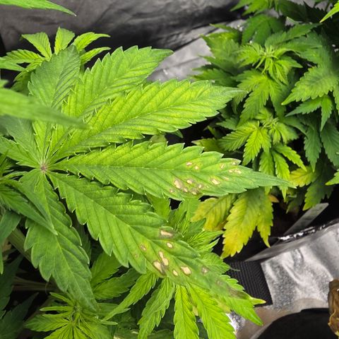 Blue Cheese Automatic growlog timeline photo