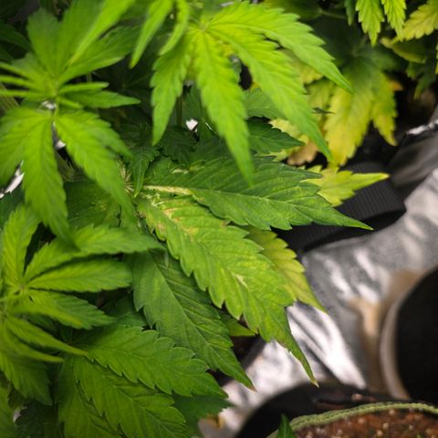 Blue Cheese Automatic growlog timeline photo