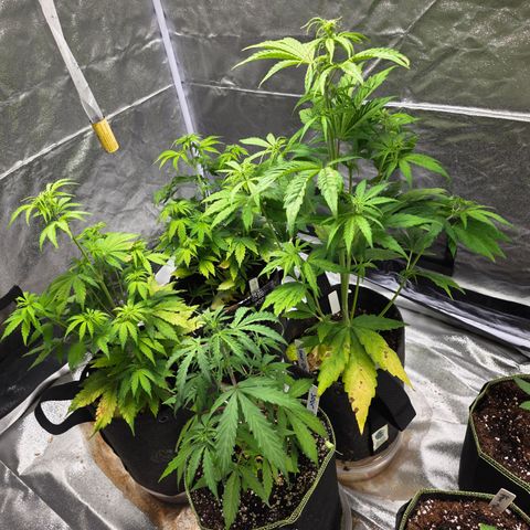 Blue Cheese Automatic growlog timeline photo