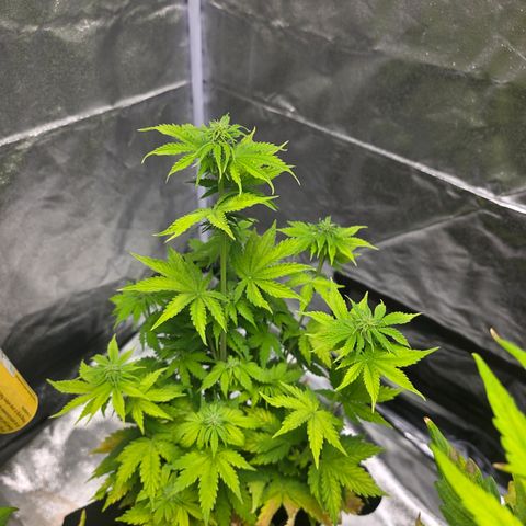 Blue Cheese Automatic growlog timeline photo