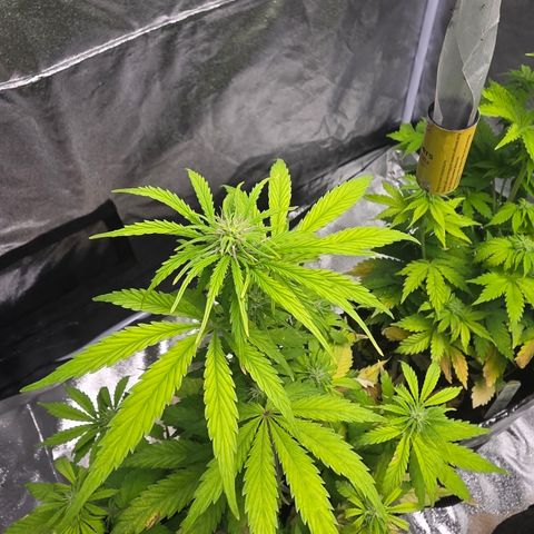 Blue Cheese Automatic growlog timeline photo