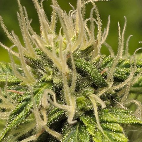Blue Cheese Automatic growlog timeline photo