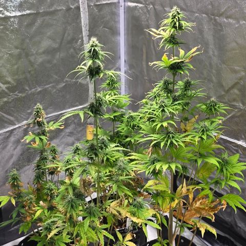 Blue Cheese Automatic growlog timeline photo