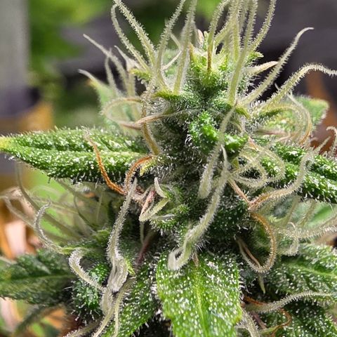 Blue Cheese Automatic growlog timeline photo