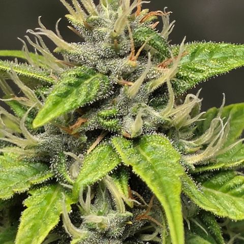 Blue Cheese Automatic growlog timeline photo