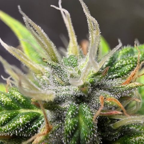 Blue Cheese Automatic growlog timeline photo