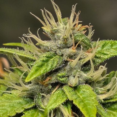 Blue Cheese Automatic growlog timeline photo
