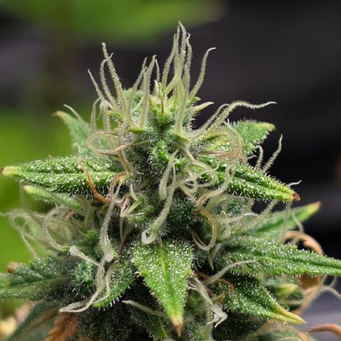 Blue Cheese Automatic growlog timeline photo
