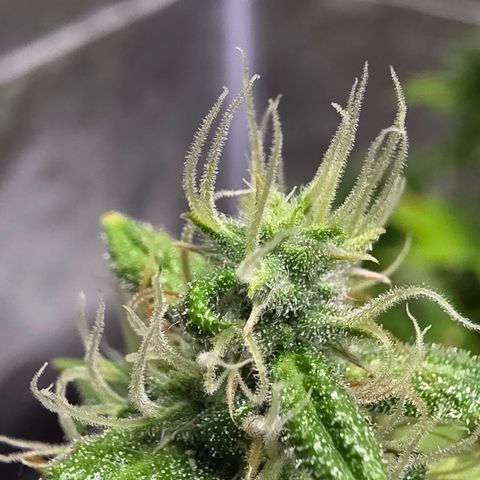 Blue Cheese Automatic growlog timeline photo
