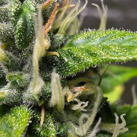 Blue Cheese Automatic growlog timeline photo