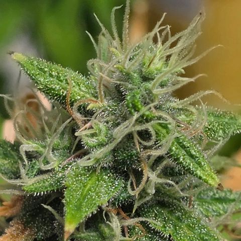 Blue Cheese Automatic growlog timeline photo