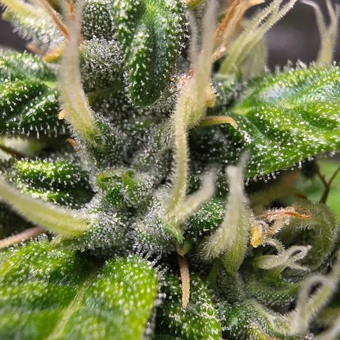 Blue Cheese Automatic growlog timeline photo