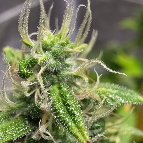 Blue Cheese Automatic growlog timeline photo