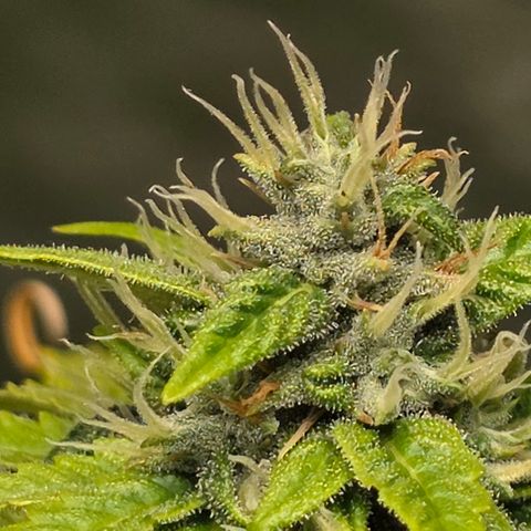 Blue Cheese Automatic growlog timeline photo