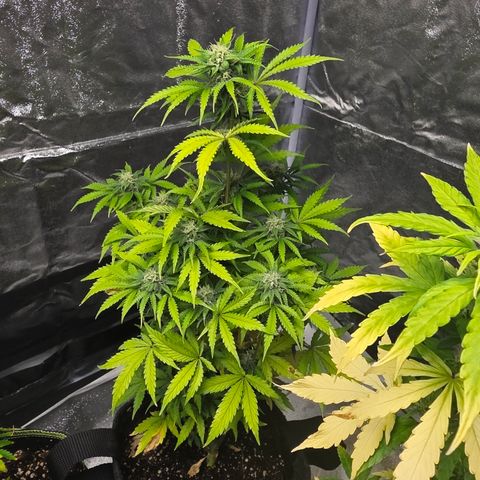 Blue Cheese Automatic growlog timeline photo