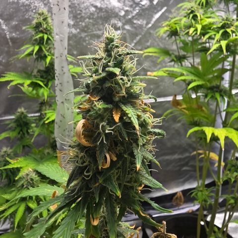 Blue Cheese Automatic growlog timeline photo