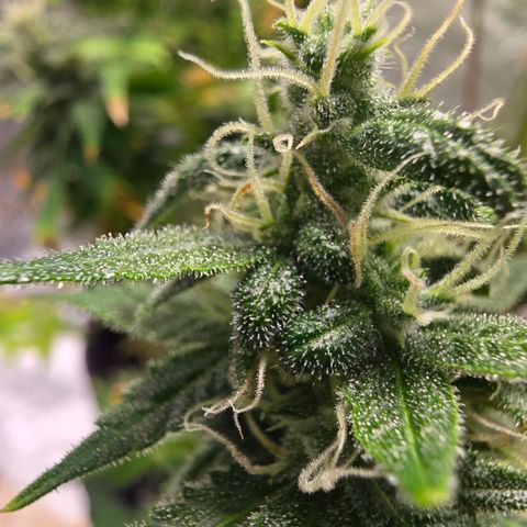 Blue Cheese Automatic growlog timeline photo