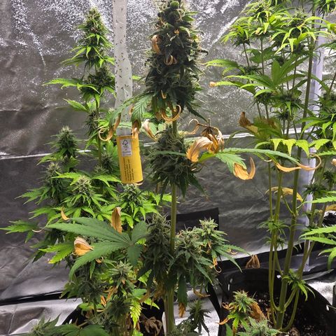 Blue Cheese Automatic growlog timeline photo