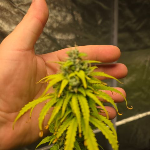 Blue Cheese Automatic growlog timeline photo