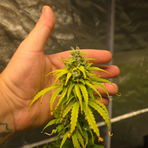 Blue Cheese Automatic growlog timeline photo