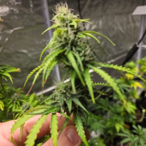 Blue Cheese Automatic growlog timeline photo
