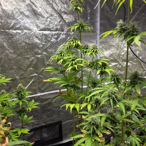 Blue Cheese Automatic growlog timeline photo