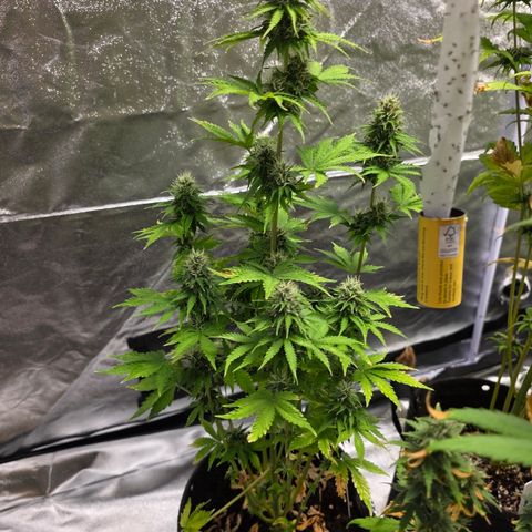 Blue Cheese Automatic growlog timeline photo