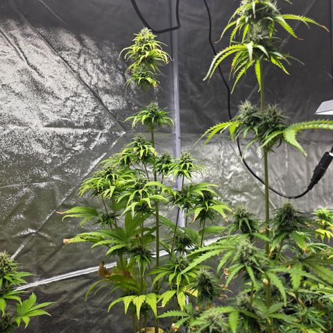 Blue Cheese Automatic growlog timeline photo