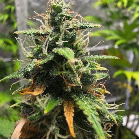 Blue Cheese Automatic growlog timeline photo