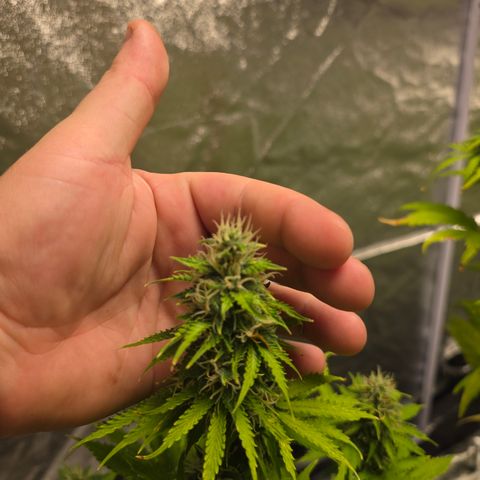 Blue Cheese Automatic growlog timeline photo