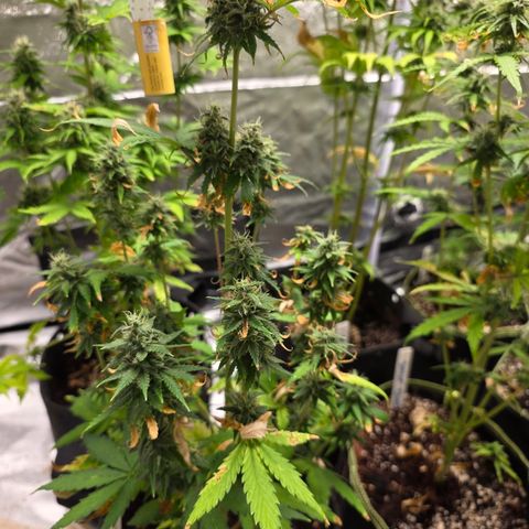 Blue Cheese Automatic growlog timeline photo