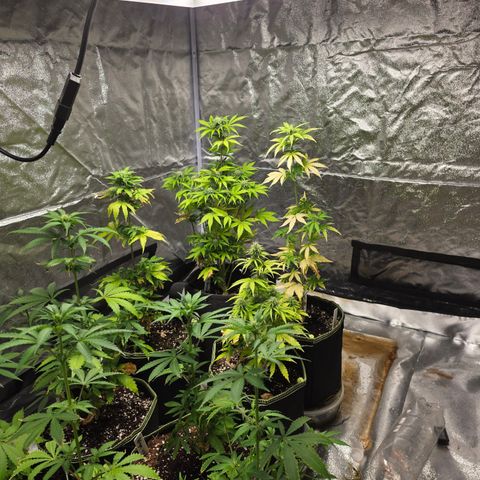 Blue Cheese Automatic growlog timeline photo