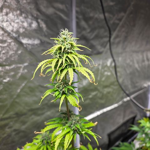Blue Cheese Automatic growlog timeline photo