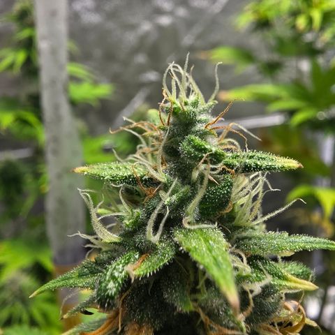 Blue Cheese Automatic growlog timeline photo
