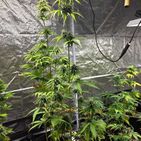Blue Cheese Automatic growlog timeline photo