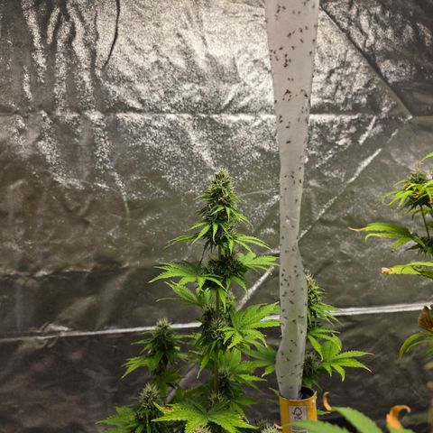 Blue Cheese Automatic growlog timeline photo
