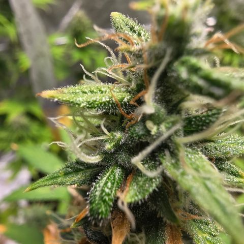 Blue Cheese Automatic growlog timeline photo