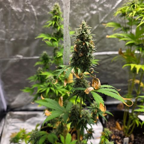 Blue Cheese Automatic growlog timeline photo