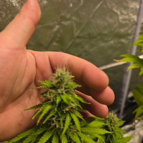 Blue Cheese Automatic growlog timeline photo