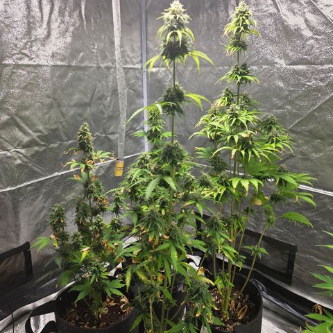 Blue Cheese Automatic growlog timeline photo