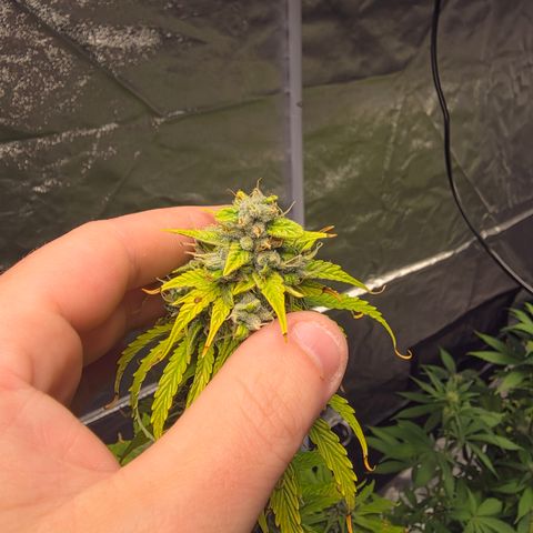 Blue Cheese Automatic growlog timeline photo