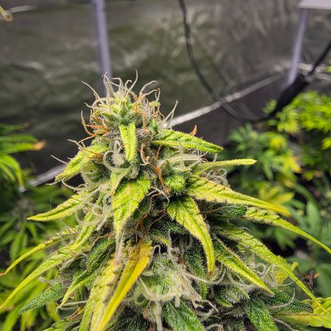 Blue Cheese Automatic growlog timeline photo