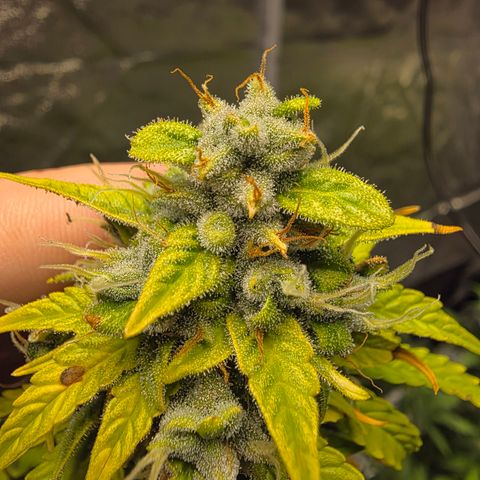Blue Cheese Automatic growlog timeline photo
