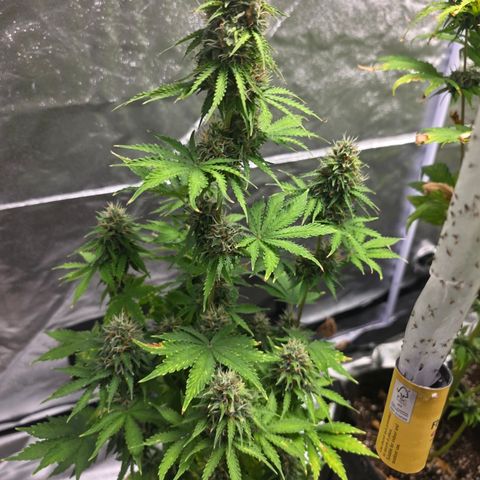 Blue Cheese Automatic growlog timeline photo