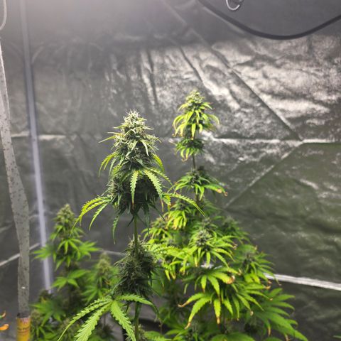 Blue Cheese Automatic growlog timeline photo
