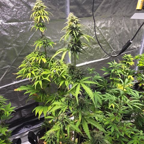 Blue Cheese Automatic growlog timeline photo