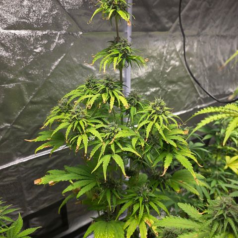 Blue Cheese Automatic growlog timeline photo
