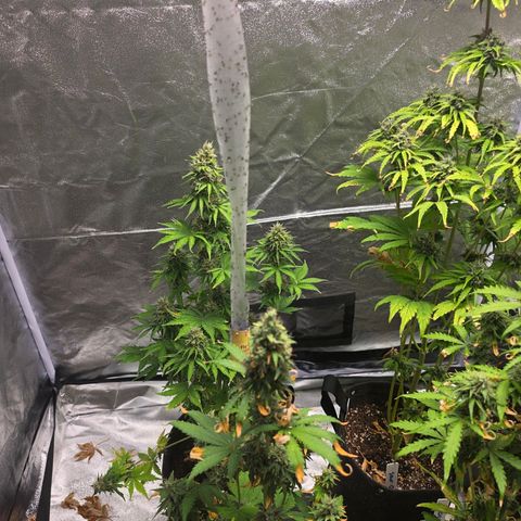 Blue Cheese Automatic growlog timeline photo