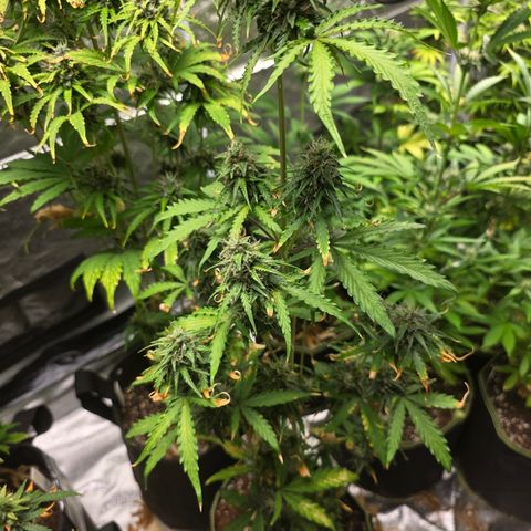 Blue Cheese Automatic growlog timeline photo